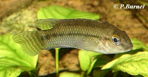 Parananochromis caudifasciatus