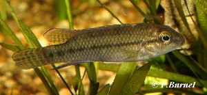 Parananochromis caudifasciatus