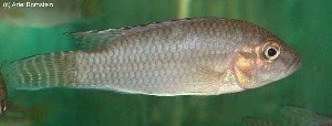 Parananochromis caudifasciatus
