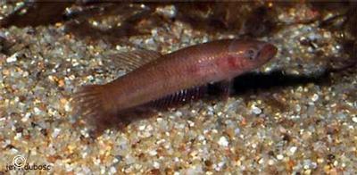 Betta coccina