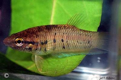 Betta prima