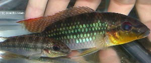 Parananochromis longirostris par