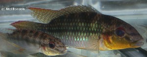 Parananochromis longirostris par