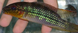 Parananochromis longirostris han