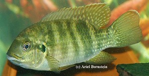 Pelmatochromis buettikoferi