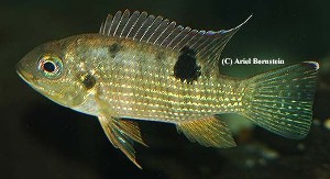 Pelmatochromis buettikoferi