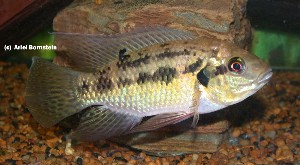 Pelmatochromis nigrofasciatus