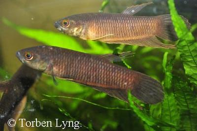 Betta pardalotos