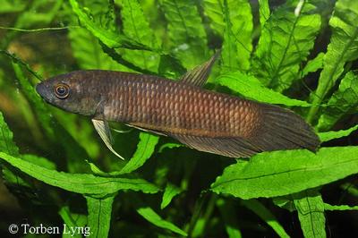 Betta pardalotos