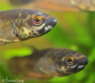 Betta pardalotos