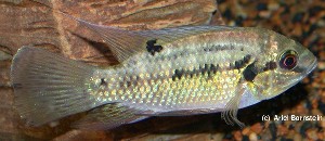 Pelmatochromis nigrofasciatus