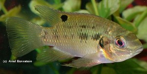 Pelmatochromis nigrofasciatus