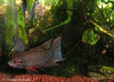 Macropodus spechti