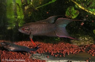 Macropodus spechti