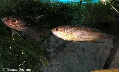 Macropodus hongkongensis