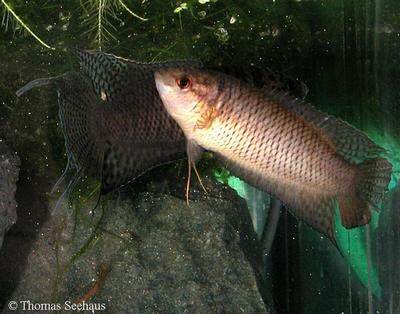 Macropodus hongkongensis
