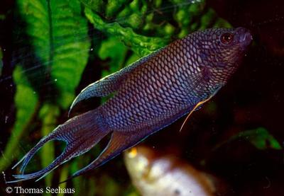 Macropodus erythropterus