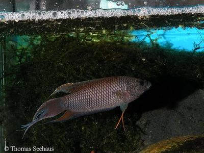 Macropodus erythropterus