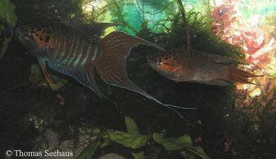 Macropodus opercularis