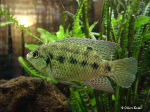 Pelmatochromis nigrofasciatus
