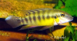 Pelvicachromis humilis - han