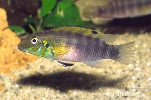 Pelvicachromis humilis - hun