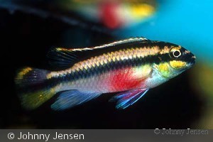 Kribensis