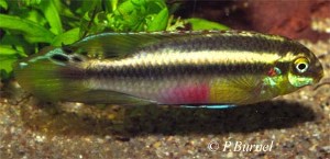 Pelvicachromis sacrimontis han