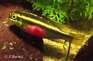 Pelvicachromis sacrimontis hun