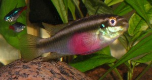 Pelvicachromis sacrimontis hun.