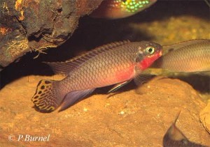Pelvicachromis taeniatus - Red Nigeria han