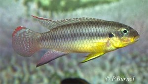 Pelvicachromis taeniatus - Lobe han