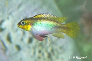 Pelvicachromis taeniatus - Lobe hun