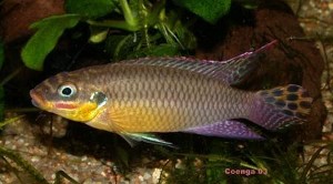 Pelvicachromis taeniatus - Dehane han