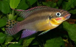 Pelvicachromis taeniatus - Dehane han