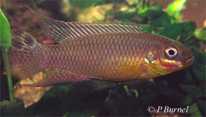 Pelvicachromis taeniatus - Dehane han