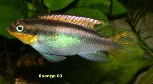 Pelvicachromis taeniatus - Dehane hun