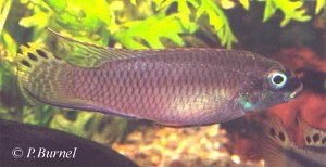 Pelvicachromis taeniatus - Isokpo han