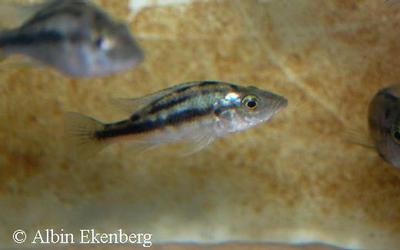 Prognathochromis sp. "silver stiletto"