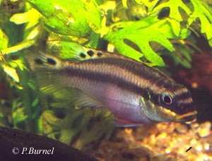 Pelvicachromis taeniatus - Isokpo hun