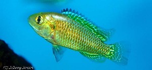 Pseudocrenilabrus multicolor
