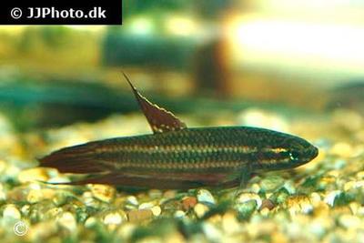 Betta coccina