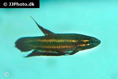 Betta coccina