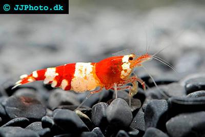 Caridina logemanni