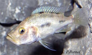 orthostoma_Hun