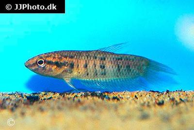 Betta dimidiata