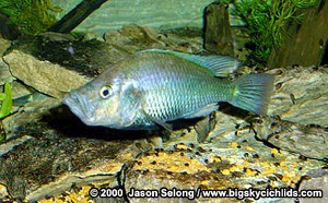 orthostoma_Han2