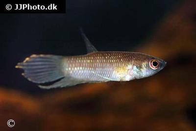 Betta krataios