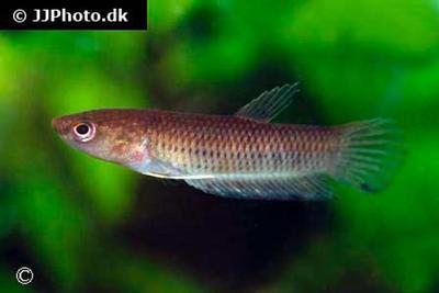 Betta krataios
