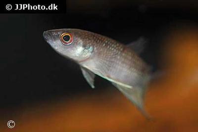 Betta krataios